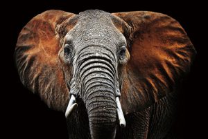 Ter Halle glasschilderij - olifant