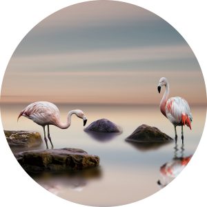 Glasschilderij  Flamingo's schilderij fotokunst Foto print op glas diameter 80 cm woonkamer slaapkamer