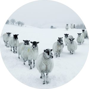 Glasschilderij schapen schilderij fotokunst winter Foto print op glas diameter 80 cm woonkamer slaapkamer