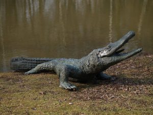Tuinbeeld - bronzen beeld - Alligator / krokodil - 75 cm hoog