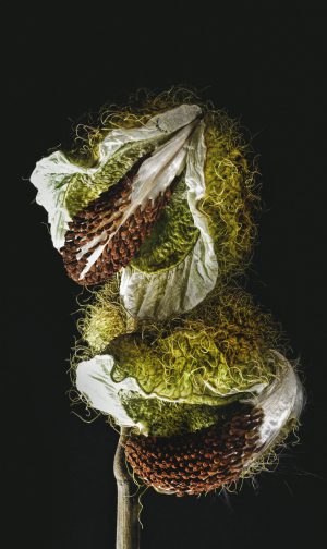 glasschilderij vleesetende plant | wanddecoratie | Wonderful Life 005| 70x118cm Wandkraft
