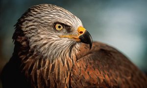 glasschilderij adelaar roofvogel | wanddecoratie | Bright Wings 017| 118x70cm Wandkraft dieren