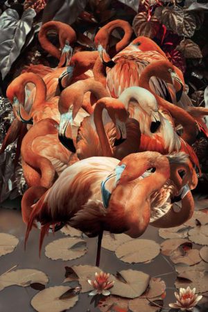 Ter Halle glasschilderij - Flamingo's