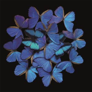 Dibond schilderij blauwe vlinders 80x80 cm aluminium schilderij aluart exclusieve collectie