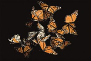 Dibond schilderij oranje vlinders 120x80 cm aluminium schilderij aluart exclusieve collectie