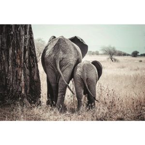 Dibond schilderij olifanten 120x80 cm aluminium schilderij aluart exclusieve collectie