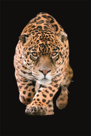 Dibond schilderij jaguar 80x120 cm aluminium schilderij aluart exclusieve collectie