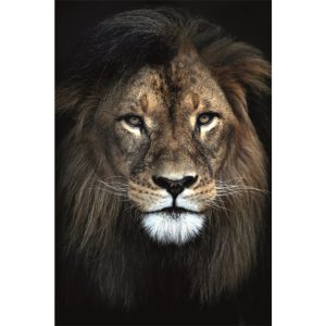 Plexiglasschilderij  leeuwenhoofd 100x150 cm acrylicart exclusieve collectie