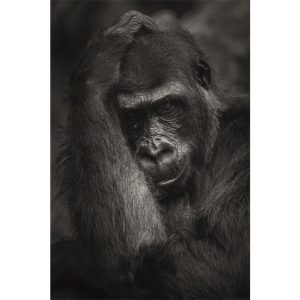 Dibond schilderij gorilla 80x120 cm aluminium schilderij aluart exclusieve collectie