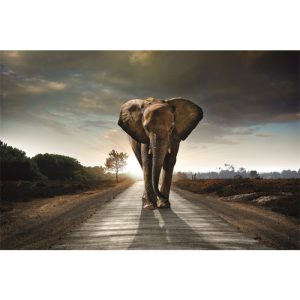 Dibond schilderij olifant 120x80 cm aluminium schilderij aluart exclusieve collectie