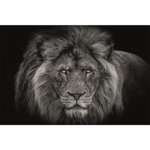 Dibond schilderij - leeuwen koning