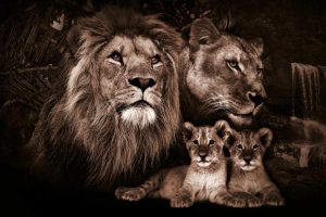 Glasschilderij - leeuwen familie - Dieren