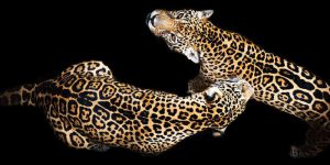 Ter Halle glasschilderij - jaguars