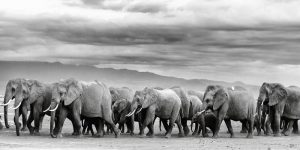 Ter Halle glasschilderij - een kudde olifanten - zwart/wit