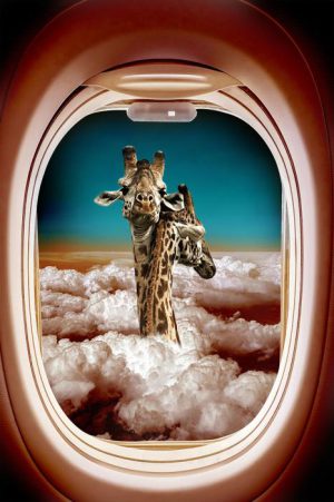 Ter Halle glasschilderij - Giraffen - vliegtuigraam