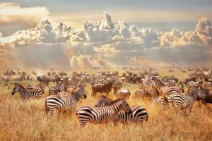 Ter Halle glasschilderij - kudde zebra's