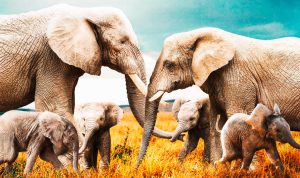 glasschilderij olifanten familie | wanddecoratie | Posterjunkie 003| 118x70cm Wandkraft dieren