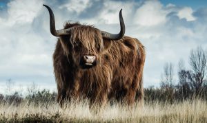 glasschilderij Schotse hooglander | wanddecoratie | European Wildlife 008| 118x70cm Wandkraft dieren