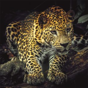 Dibond schilderij jaguari 100x100 cm aluart Mondiart