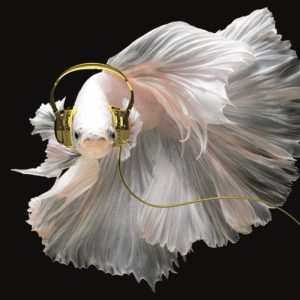 Plexiglasschilderij Siamese kempvis koptelefoon 120x120 cm acrylicart Mondiart dieren