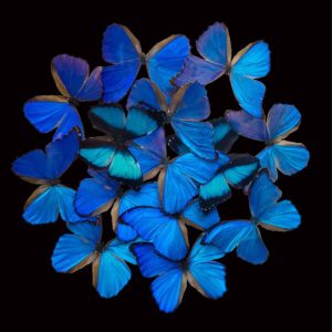 Plexiglasschilderij - Blauwe vlinders