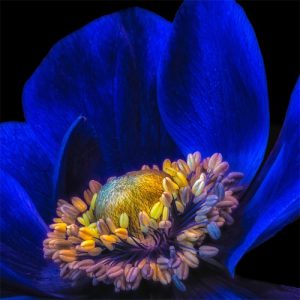 Plexiglasschilderij  kleurrijke bloem 120x120 cm acrylicart Mondiart