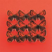 Dibond schilderij - Vlinders - Lycaena phlaeas