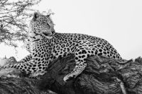 Ter Halle glasschilderij - Afrikaanse luipaard