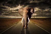 glasschilderij - Savanne olifant