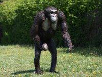 Tuinbeeld - metaal beeld - African Art Chimpansee