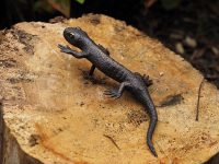 Tuinbeeld - bronzen beeld - Salamander