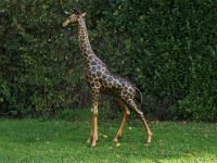 Tuinbeeld - bronzen beeld - Giraf