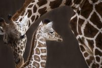 120 x 80 cm - glasschilderij - giraffe