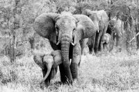 120 x 80 cm glasschilderij Kudde olifanten