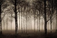 120 x 80 cm - glasschilderij - Bomen in de mist