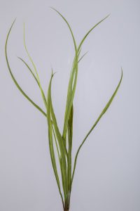 Kunsttak - Dracaena - topkwaliteit decoratie - 2 stuks - zijden plant - Groen - 56 cm hoog
