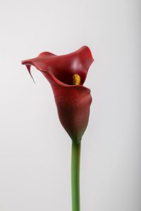 Kunstbloem - Calla lelie - topkwaliteit decoratie - 2 stuks - zijden bloem - Rood - 76 cm hoog