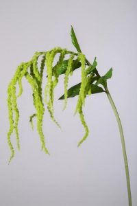 Amaranthus - zijden bloem - groen - topkwaliteit - 112cm -
