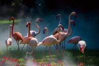 120 x 80 cm - glasschilderij - flamingo's - schilderij fotokunst - foto print op glas